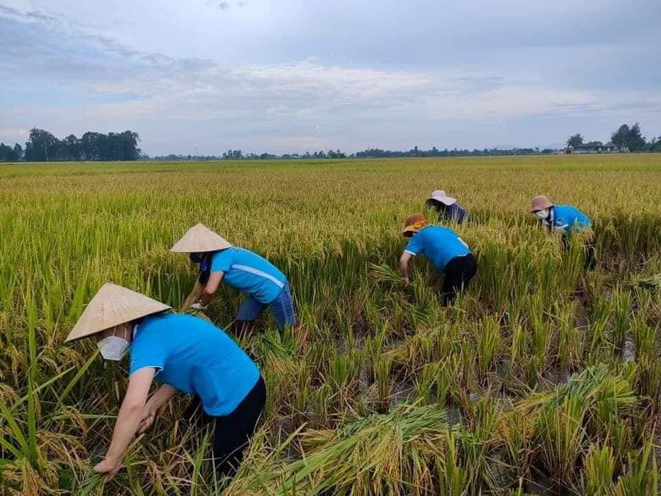 Tạo nguồn quỹ từ những đồng ruộng bỏ hoang